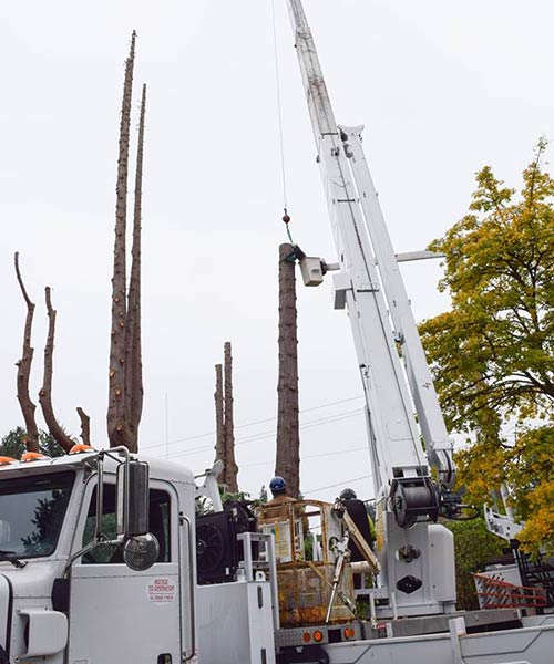 crane tree removals for Seattle