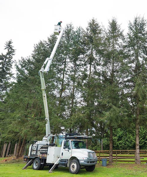 tree trimming and pruning services
