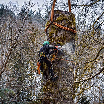 safety for arborists