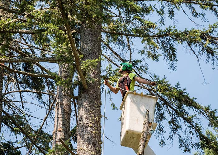 Tree Cutting Notches l Tree Removal, Trimming & Cutting Service l Bellevue,  Bothell & Snohomish